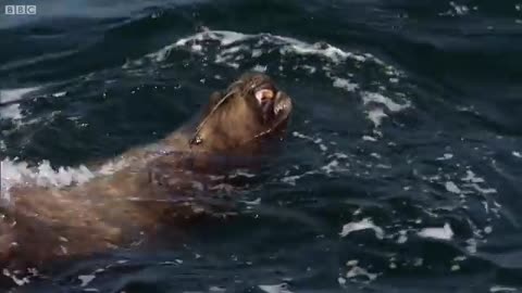 Orcas Attack Sea lion | Nature's Great Events | BBC Earth