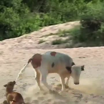Revolving fight bull vs dog