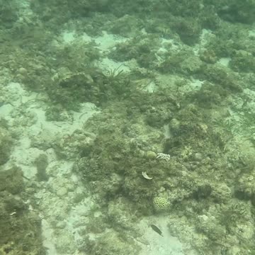 Snorkeling In The Morning
