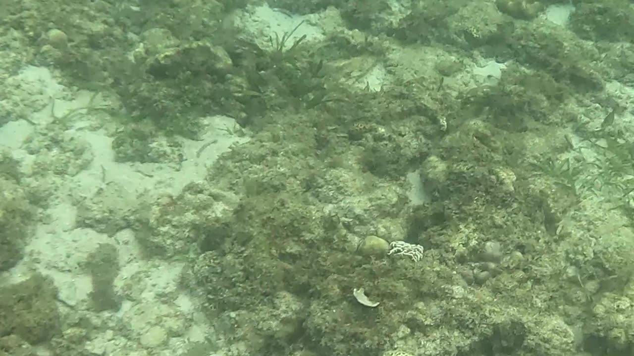 Snorkeling In The Morning