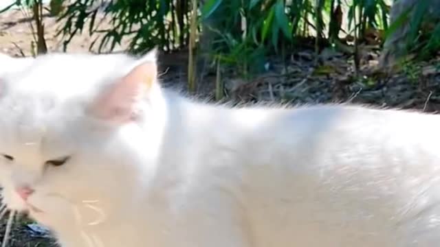 # Confused behavior of animals