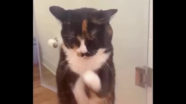 Funny Cat Moments: The Cutest Video Compilation Part 3