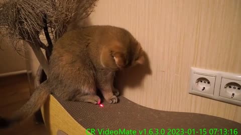 Laser toy for Hosico