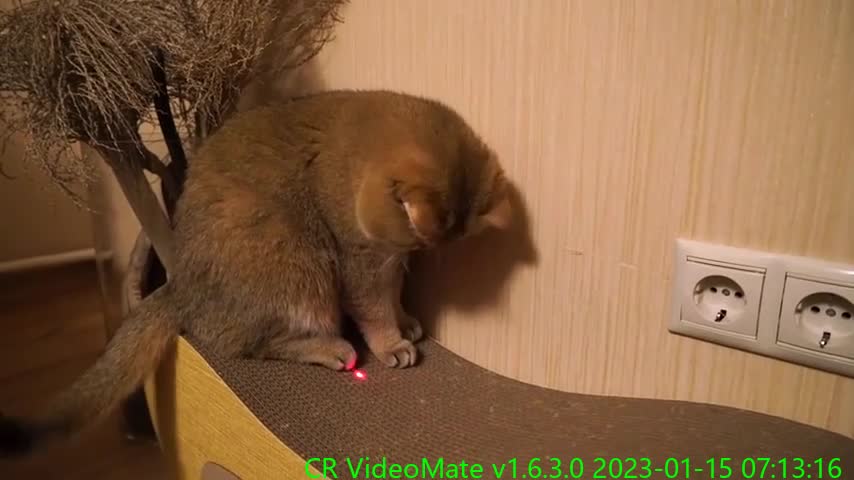 Laser toy for Hosico