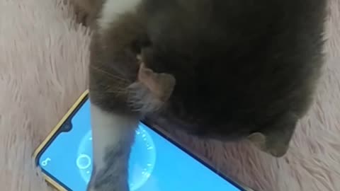 Cat Playing game