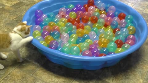 Cute Kittens playing in Ball Pit