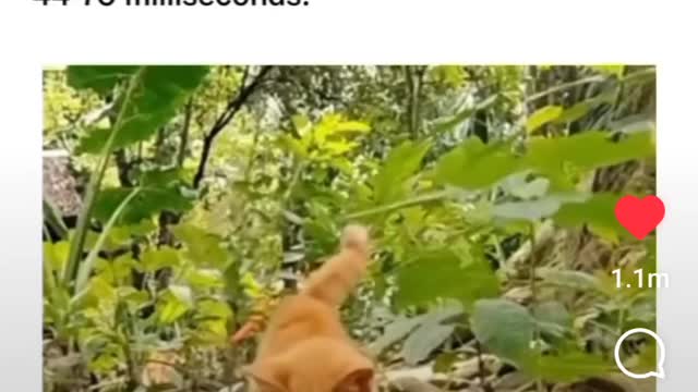 Cat Like Reflexes