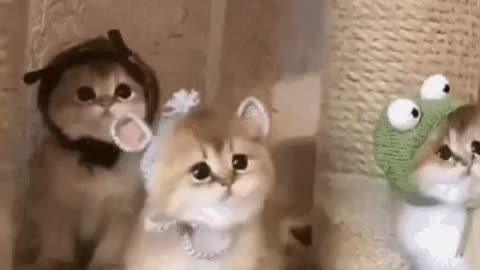 Cute Cat Gif