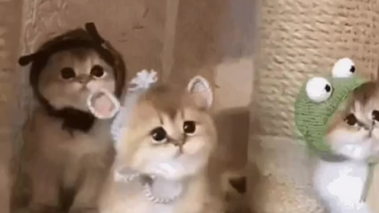Cute Cat Gif
