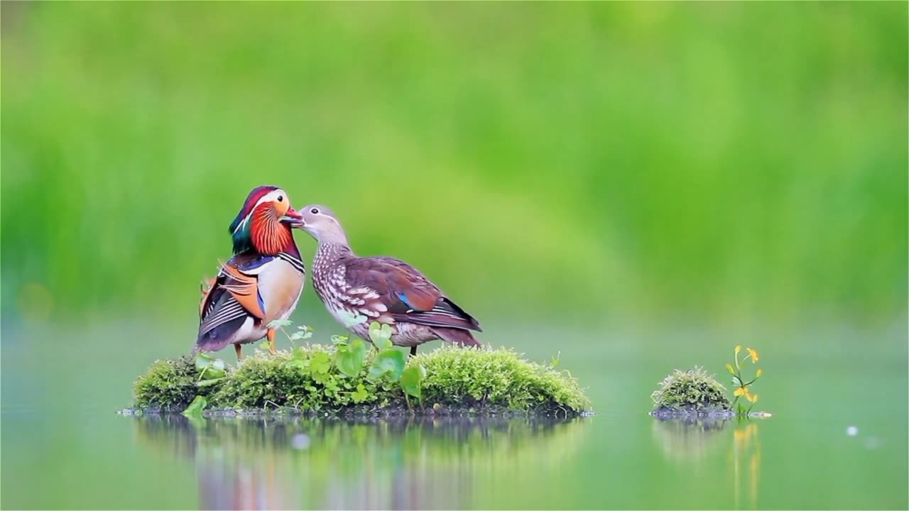 Beautiful Bird with different colors love bite given by bird