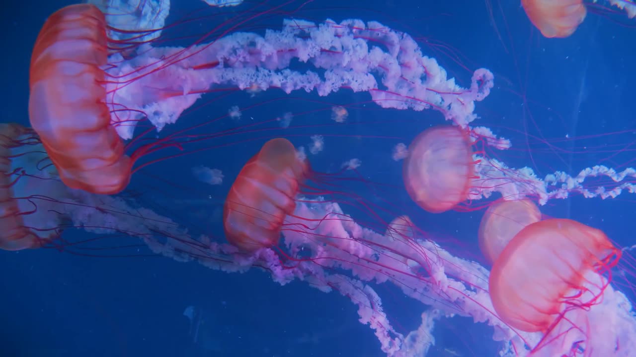 Ten Fun Facts About Jellyfish Smithsonian Magazine