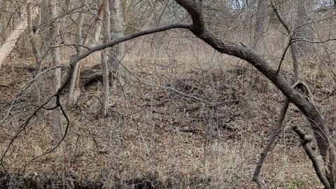 Late season squirrel hunt