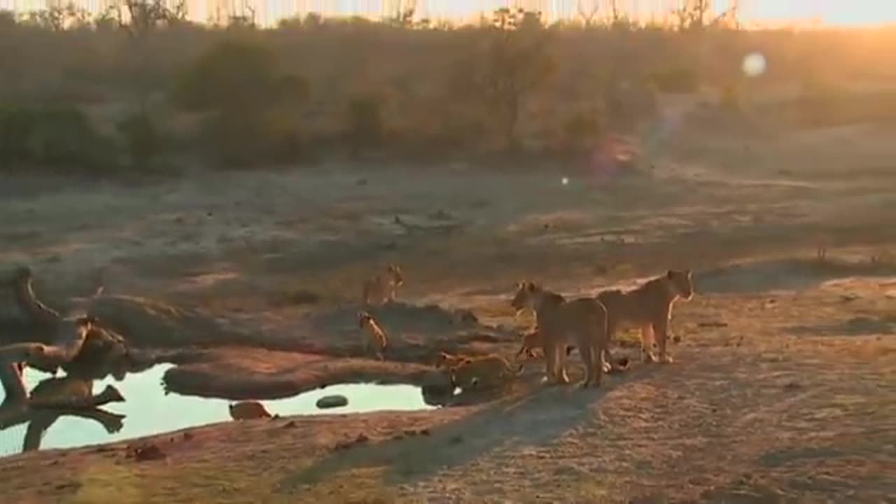 SafariLive August 25. When a lion cub won't listen to mom. :)