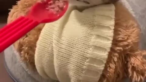 🙏❤🎉🎉🎉🎊🎊🎊️SWEET AND CUTE PETS SHOTS 🙏❤️❤️🎉🎉🎉🎊🎊🎊