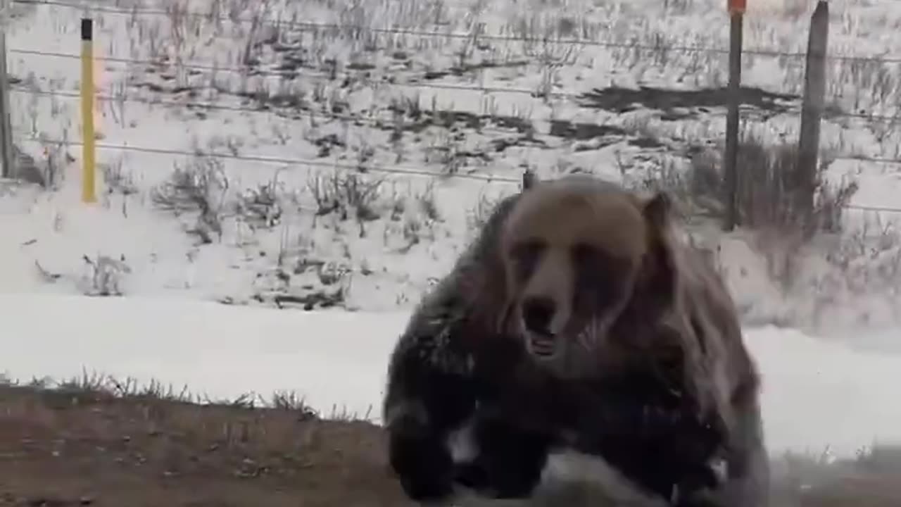 Barbed Wire Means Nothing To A Bear