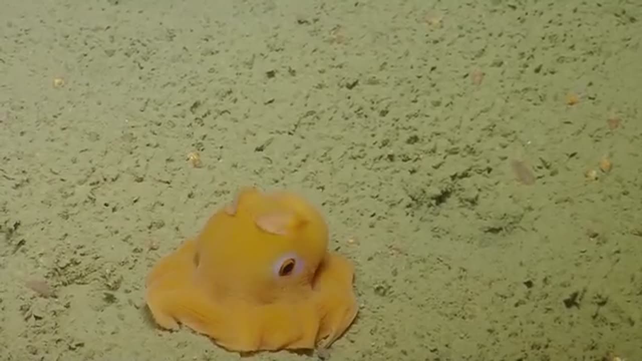 Shy Octopus Hides Inside Its Own Tentacles | Nautilus Live