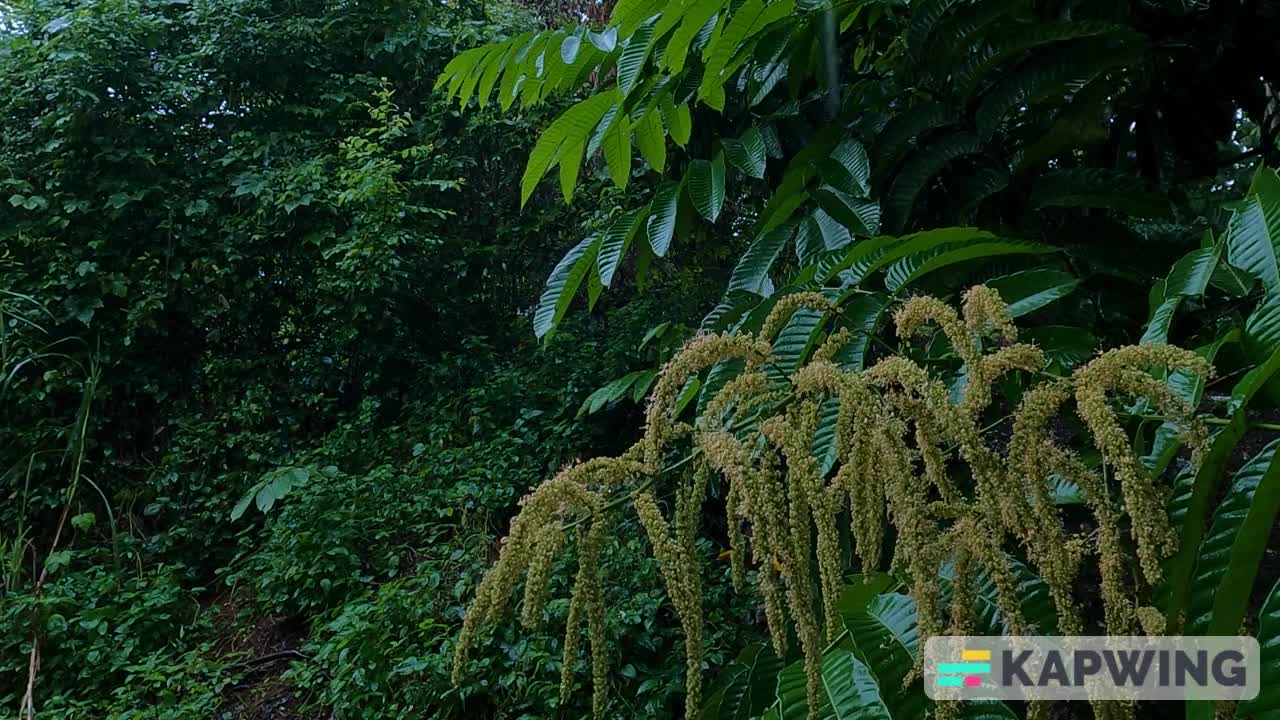 forest rain relax meditation