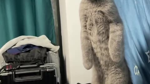 When she hears the song🤣#cat #kitty #kitten ##cute #catsoftiktok #fyp #foryou