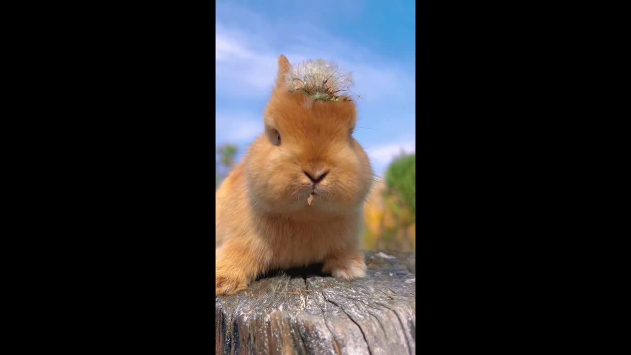Rabbit eats very seriously