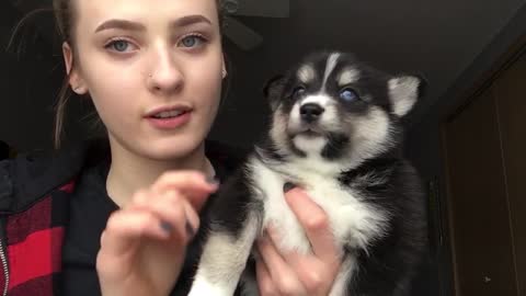 Best Bowtie Pomsky Love - Adorable Puppy Love with Little Elise Baby