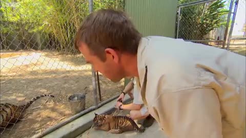 Cubs Meet Adult Tiger for the First Time | Tigers About The House | BBC Earth