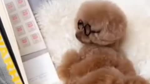 Funny dog compilation