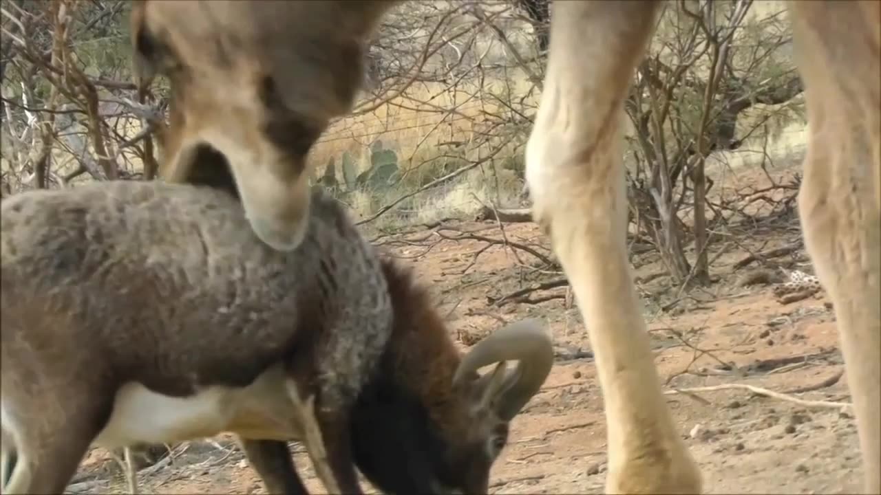 mountain goat attacks camel and gets hurt