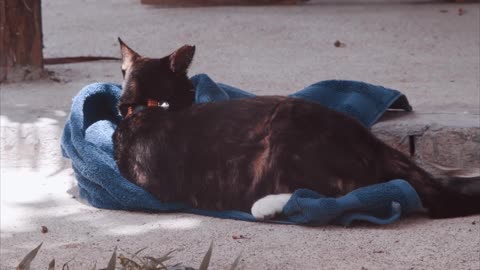 Como bañar a tu gato- Gato Cachorro