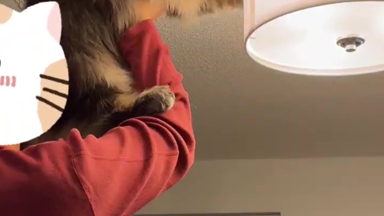 This cat's owner never wanted a cat. This is now...