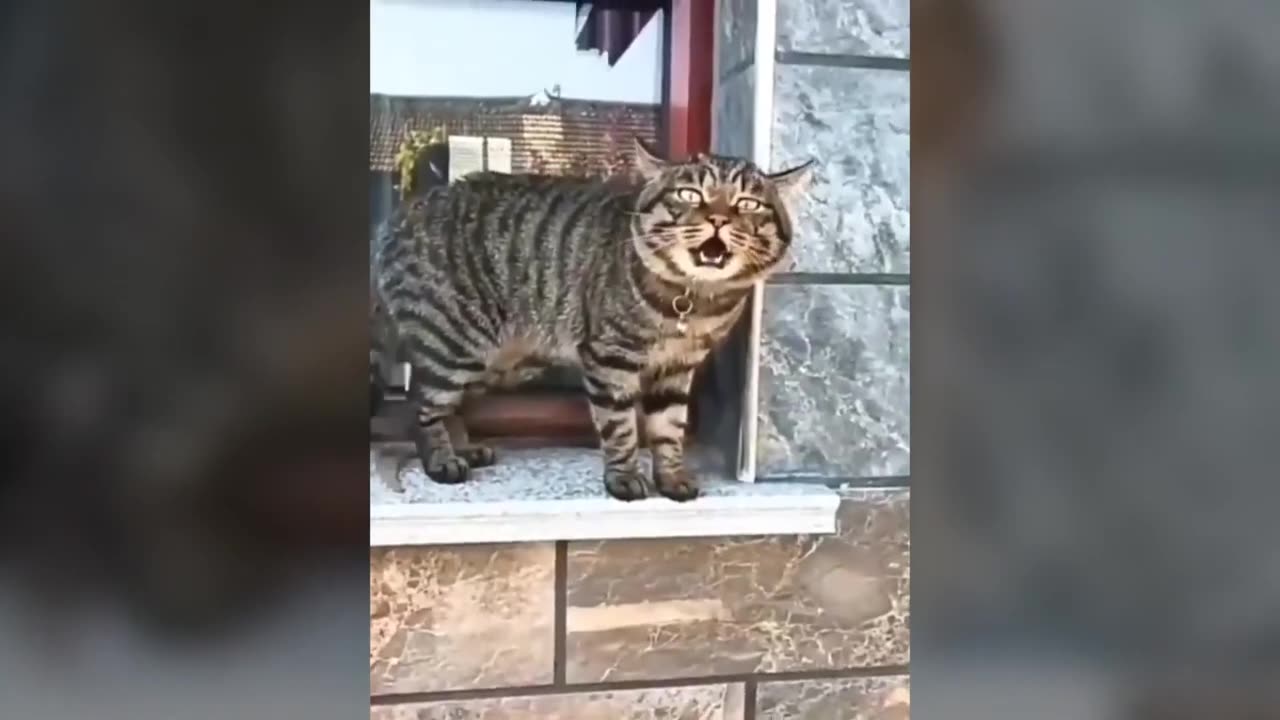 Cats talking !! these cats can speak english better than humans