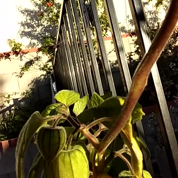 DELICIOUS GOLDEN BERRY