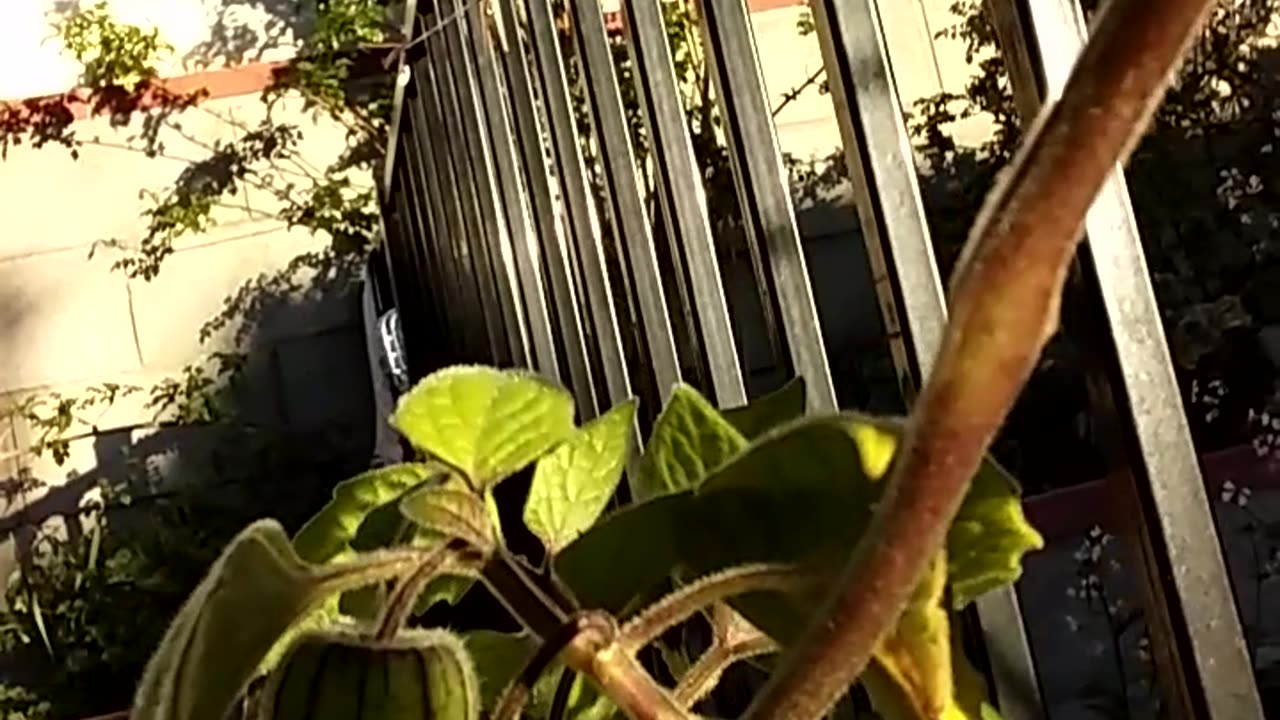 DELICIOUS GOLDEN BERRY