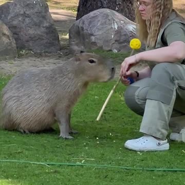 Taught Capybara how to do paw shake