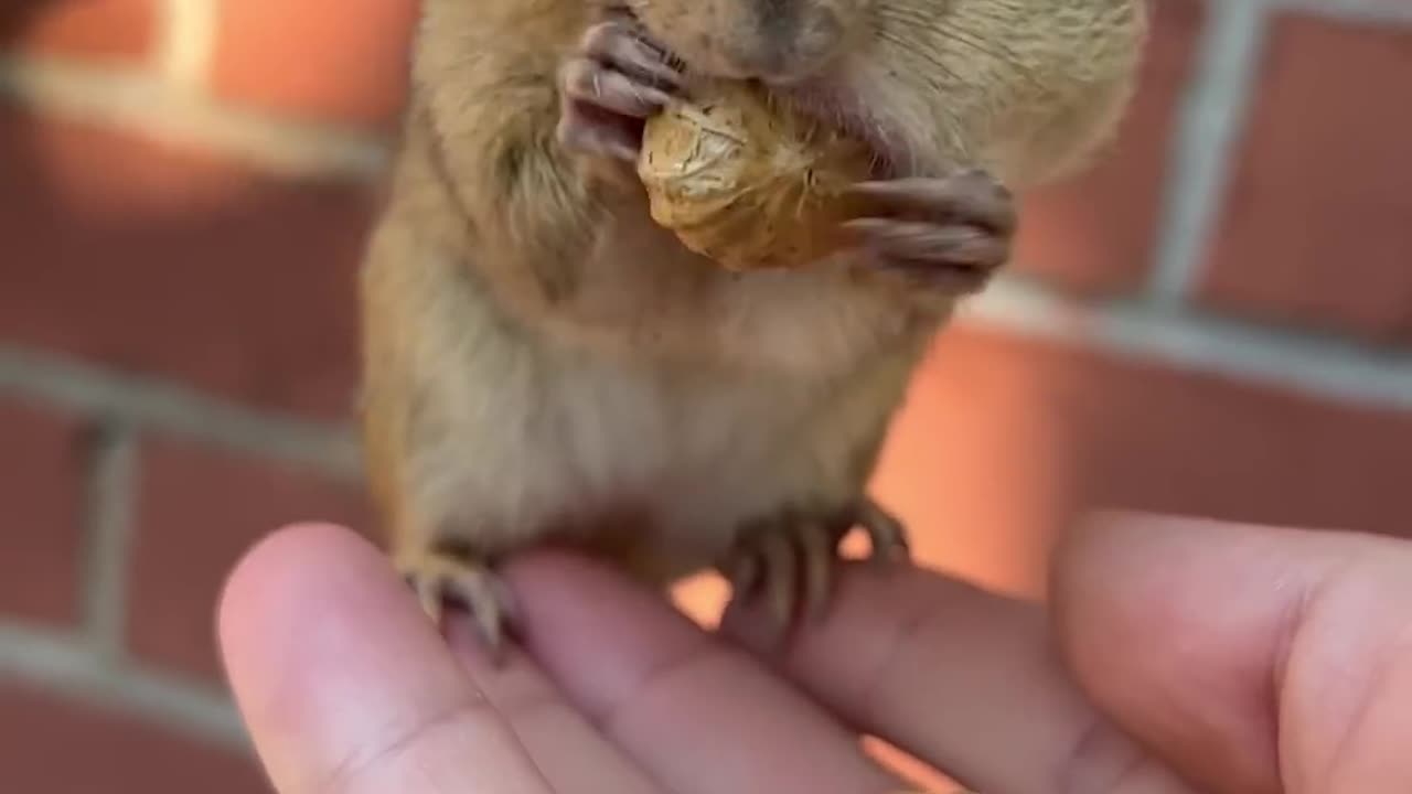 The cute chipmunk is eating peanuts