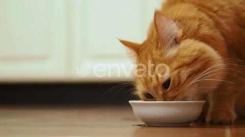 CUTE CAT WITH AWESOME EXPRESSION....#PART 1