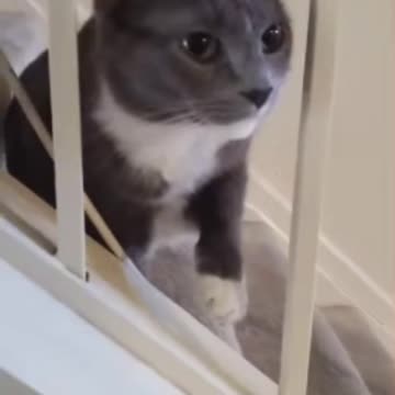Cute Cat Gif