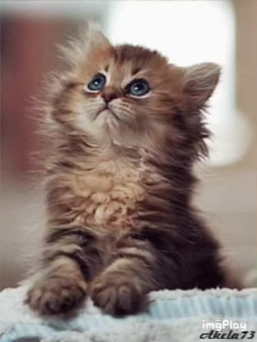 Cute Cat Gif