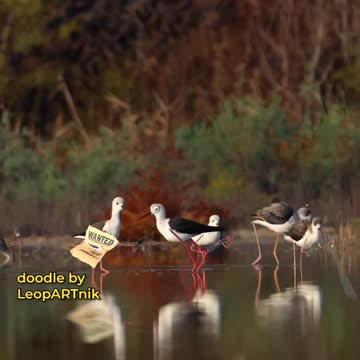 The Art of Wings: Sketching Beautiful Birds