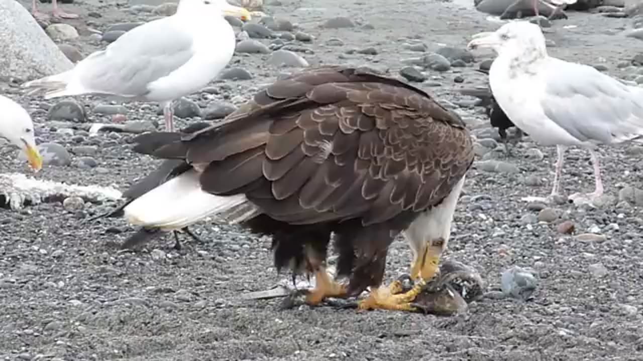 Bald Eagle Walking