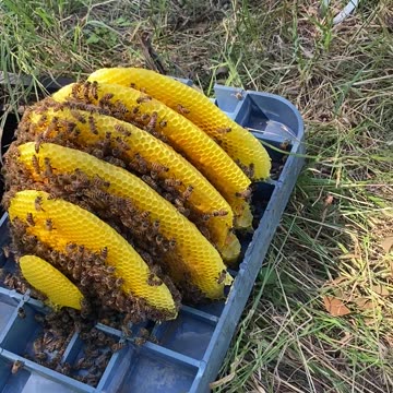 It’s PRETTY! They are incredible architects.