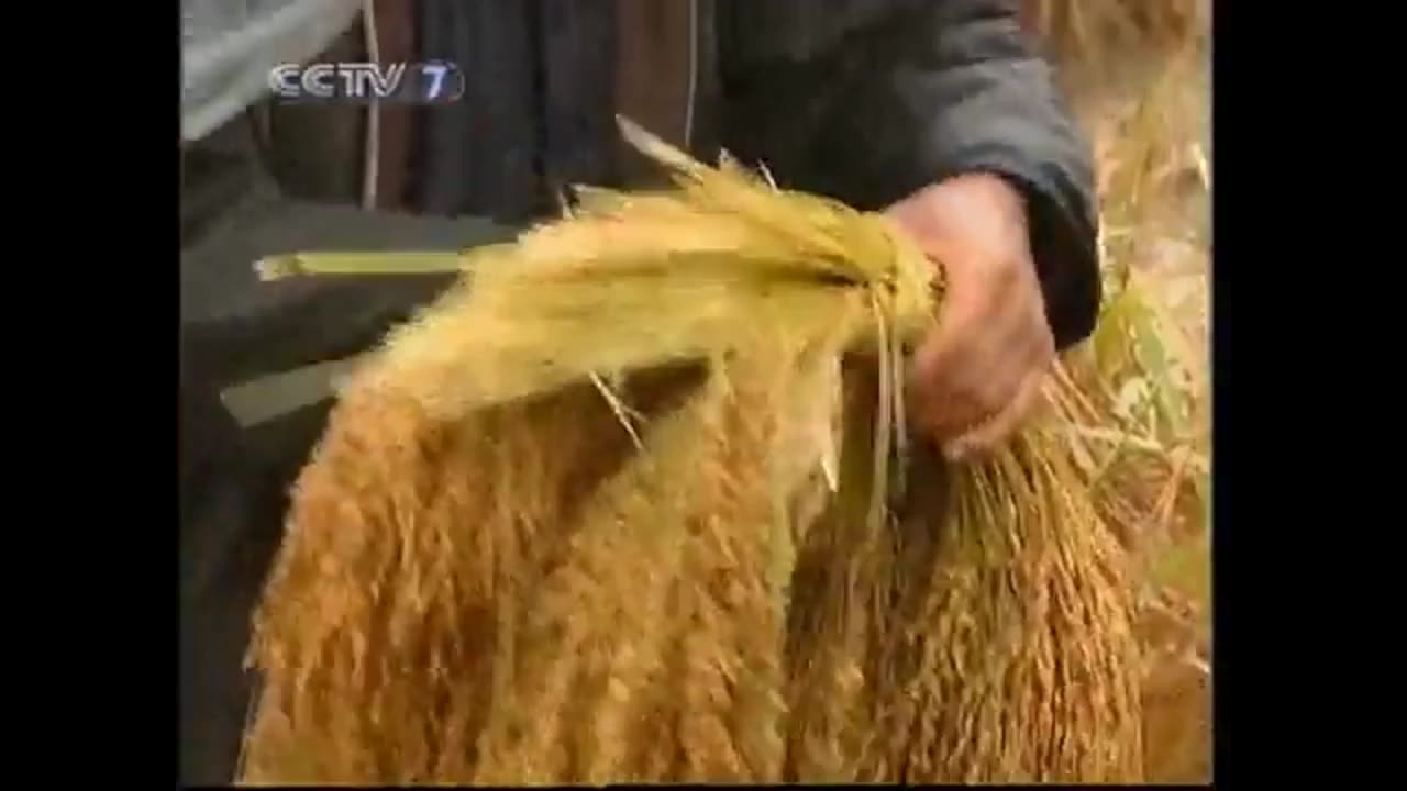 侗鄉稻魚鴨共作的科技秘密(下)