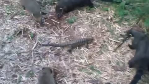 raccoon attacks lizard and gets the worst of it