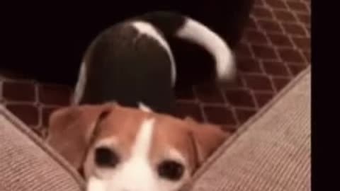 Cute Dog Gif