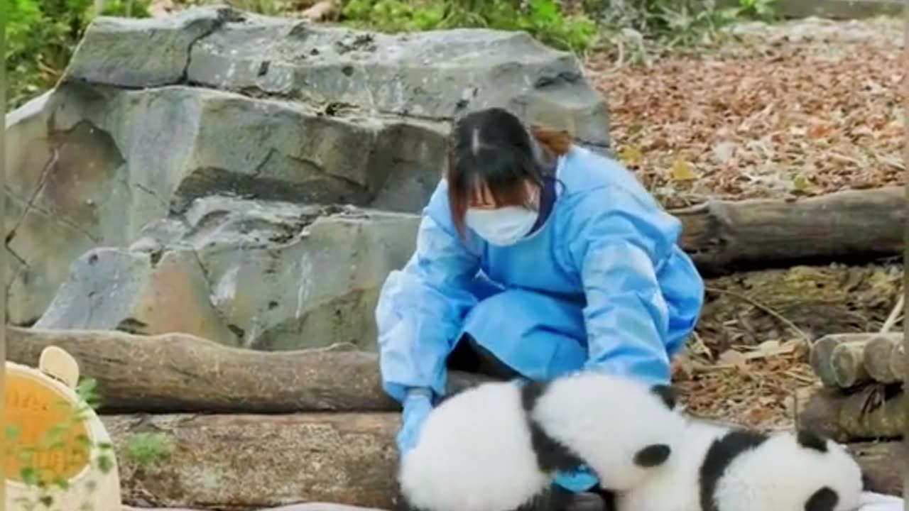 cute animal