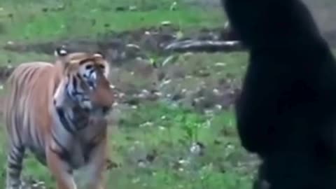 Bear attack on tiger