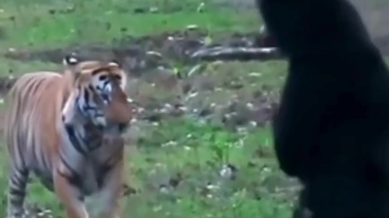 Bear attack on tiger