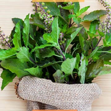 Tulsi Ke Fayde Boost Immunity and Health Naturally