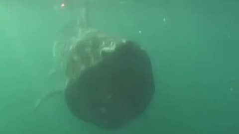 Wildlife
