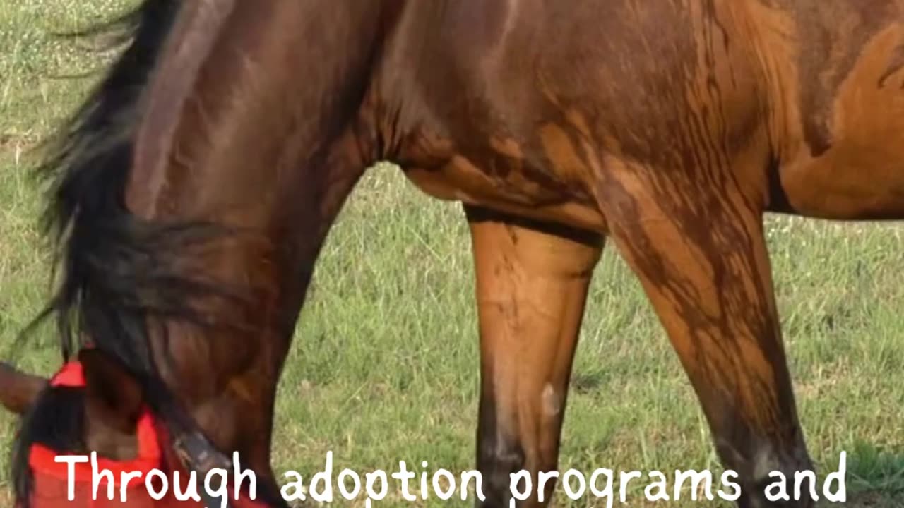 Welcome to the heartwarming world of Saddlebred Rescue, Inc.