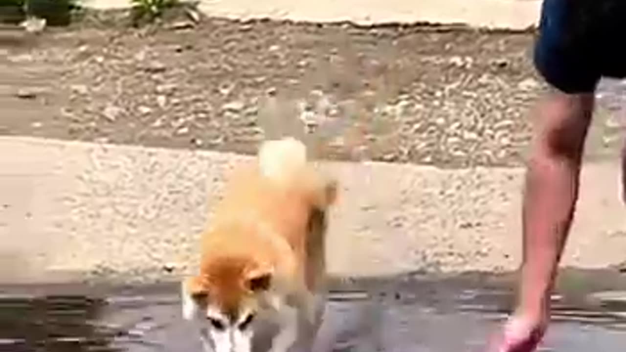 Funniest Animals 2023 😂 New Funny Cats and Dogs Videos 😻🐶 Part 6